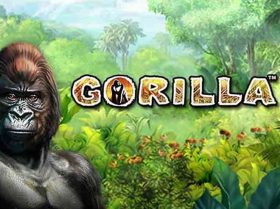 Gorilla