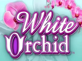 White Orchid