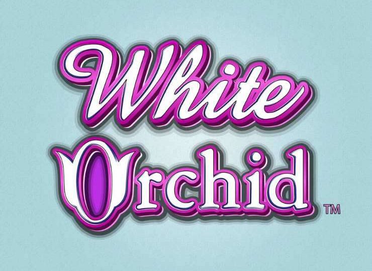 White Orchid